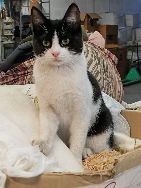 Zipper amabile giocherellone Foto 4